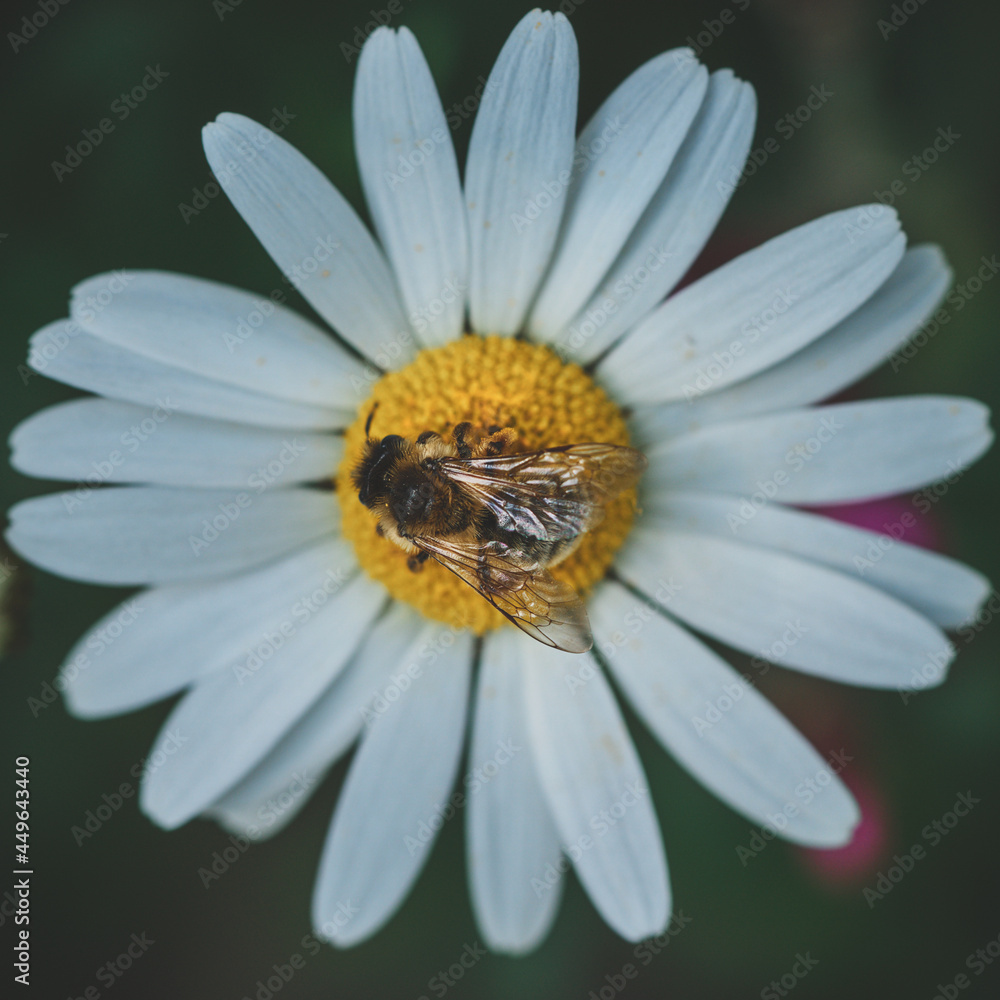Macro Flowers with bee Photography Moody Style. High quality photo Macro Flowers with bee Photography Moody Style. High quality photo