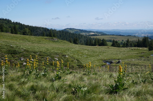 Panorama d'Auvergne, gentiane sauvage