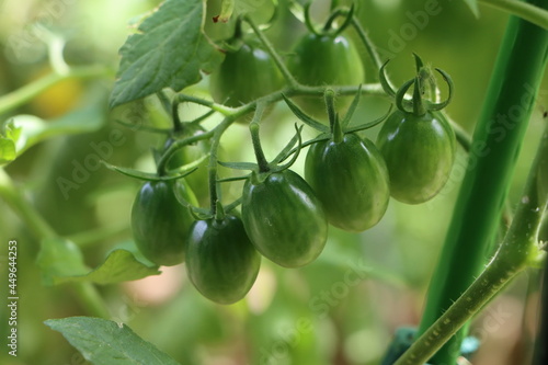 家庭菜園の熟す前の緑のミニトマト