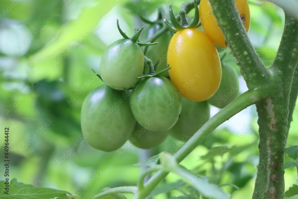 家庭菜園の熟す前の緑のミニトマト