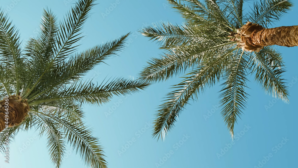 Palm trees in blue sky in backlit summer sunlight, bottom up view. Green palm leaves sway in warm wind on tropical island. Travel vacation paradise at beach resort. Exotic tour, voucher to hot country