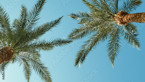 Palm trees in blue sky in backlit summer sunlight  bottom up view. Green palm leaves sway in warm wind on tropical island. Travel vacation paradise at beach resort. Exotic tour  voucher to hot country