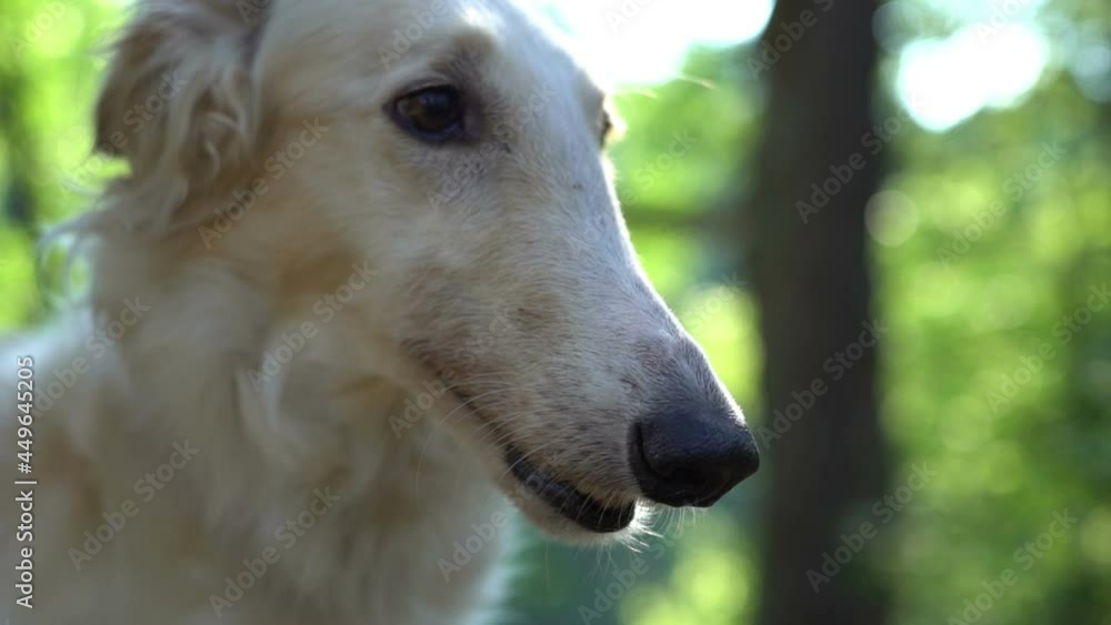 white greyhound dog muzzle sniffing nose close up slow motion white greyhound dog muzzle sniffing nose close up slow motion