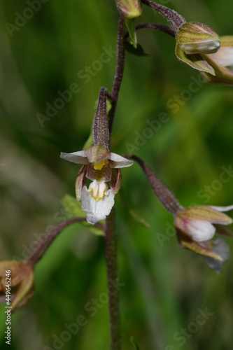 Sumpf-Stendelwurz // marsh helleborine (Epipactis palustris) photo