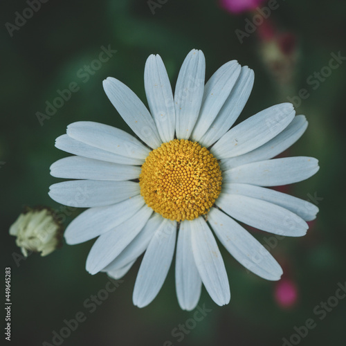 Macro Flowers Photography Moody Style. High quality photo