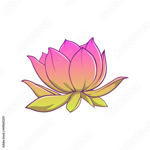 pink lotus flower