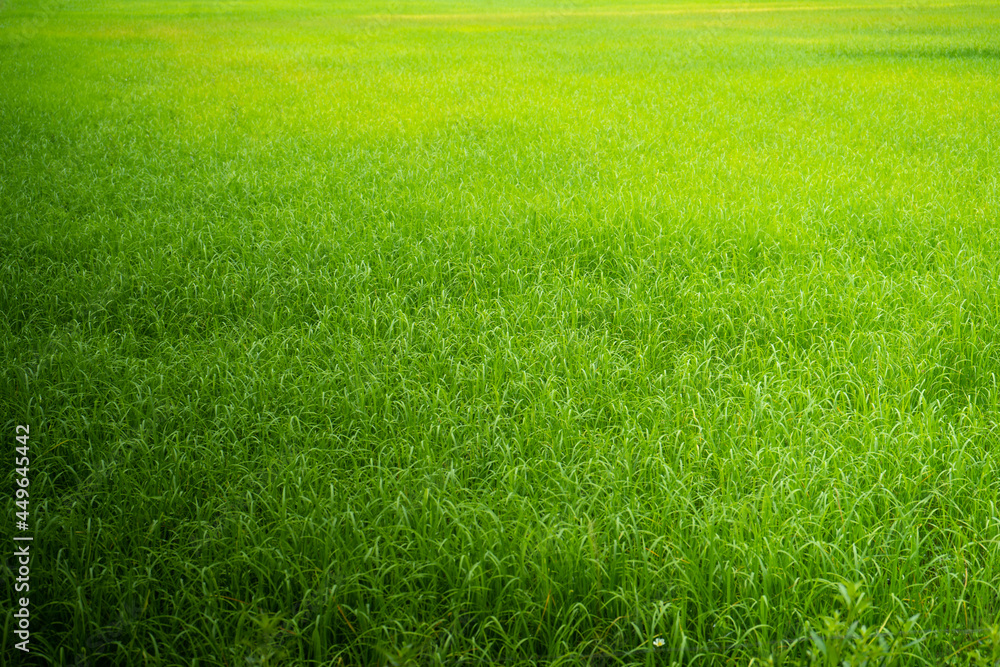 Fototapeta green rice field background