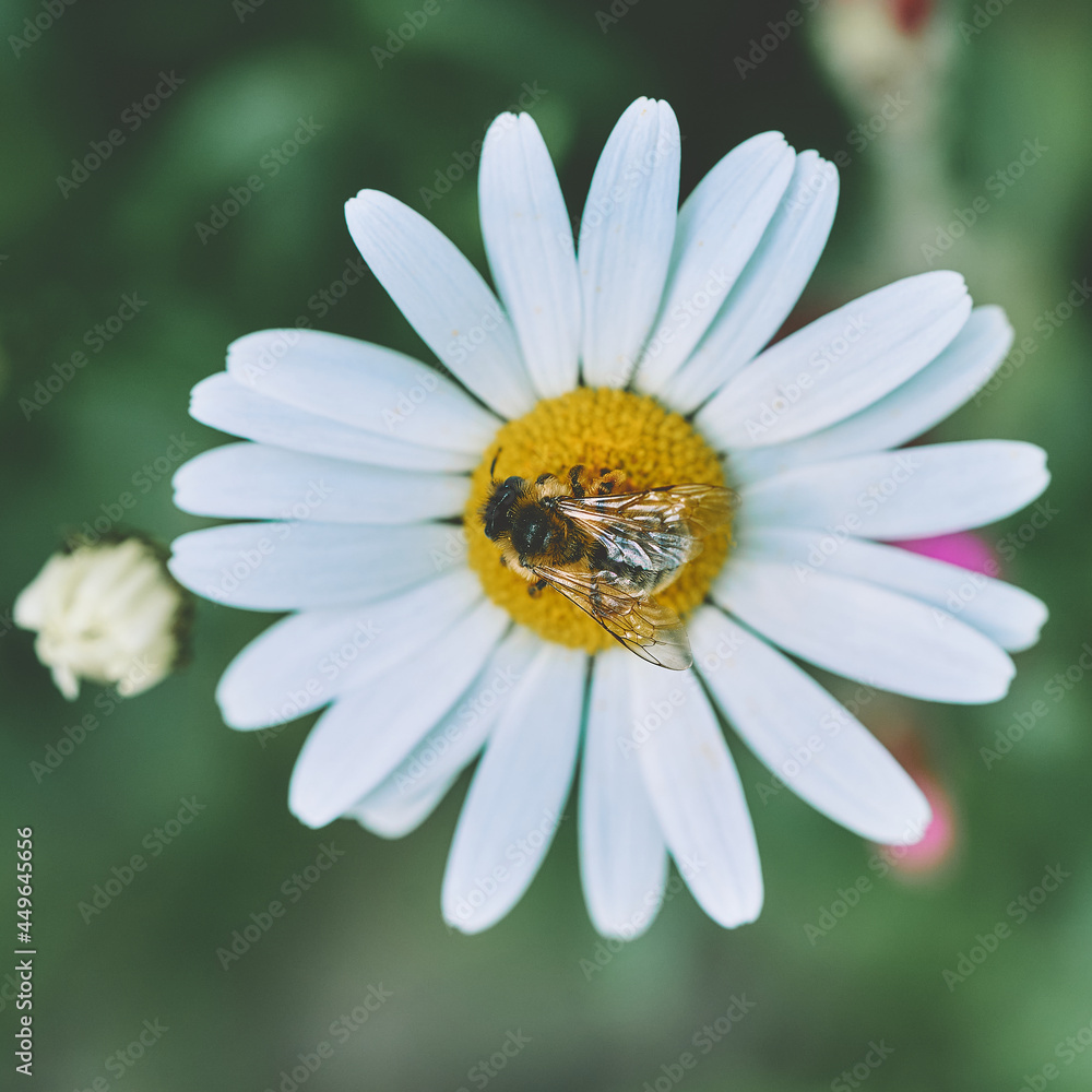 Macro Flowers with bee Photography Moody Style. High quality photo