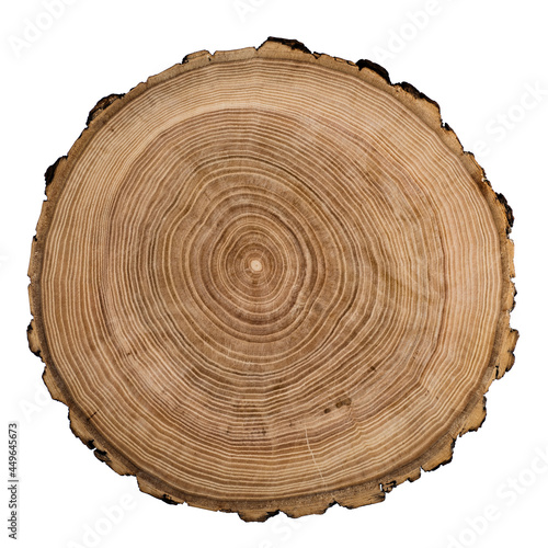 Fototapeta Cut, slice, section of tree wood isolated on a white background