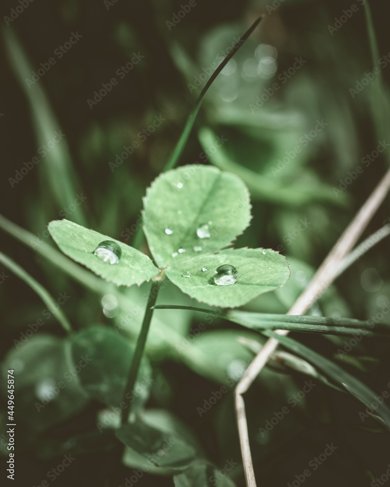 Macro Flowers Photography Moody Style. High quality photo Macro Flowers Photography Moody Style. High quality photo