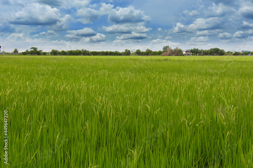 Rice field with blue sky and clouds.