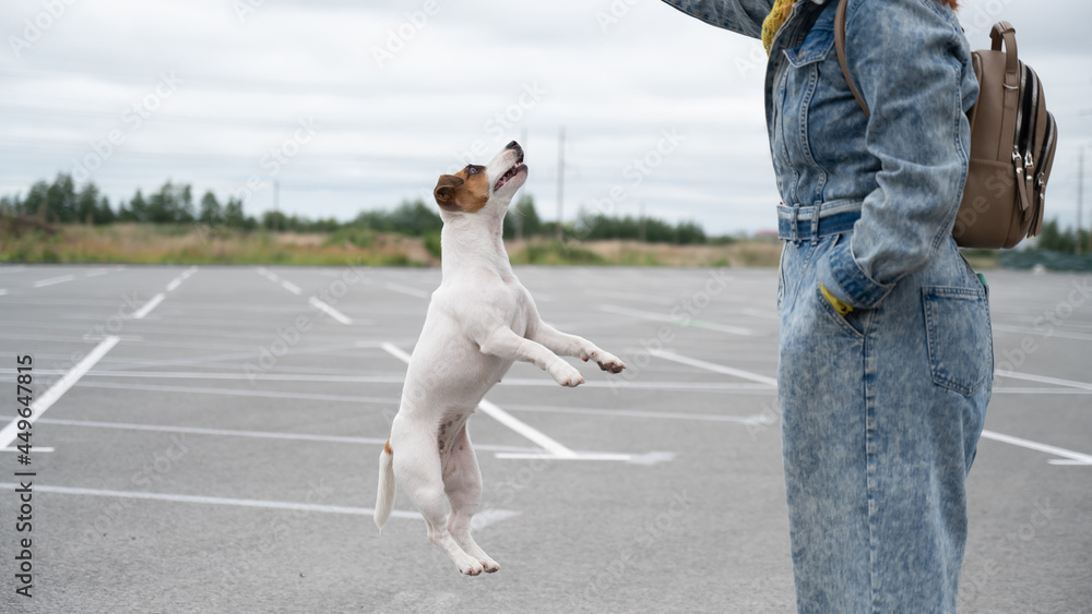 Fototapeta premium Jack russell terrier dog jumping for a rubber toy.