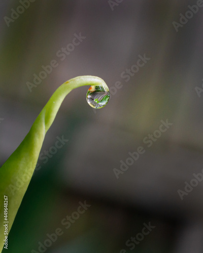 Raindrop on tip of the lily flower bud, vertical format © Janice