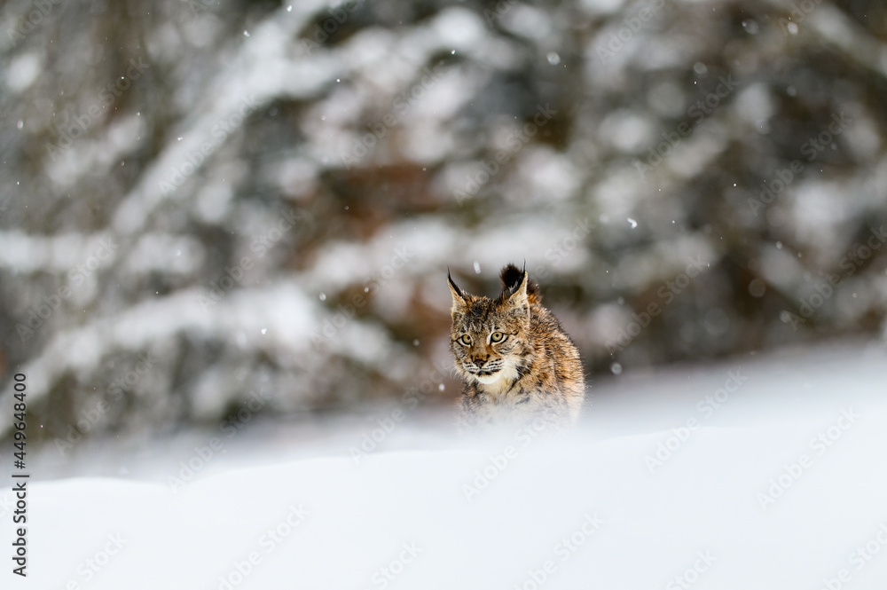 Eurasian lynx (Lynx lynx) in the winter forest in the snow, snowing. Big feline beast, young animal. Eurasian lynx (Lynx lynx) in the winter forest in the snow, snowing. Big feline beast, young animal.