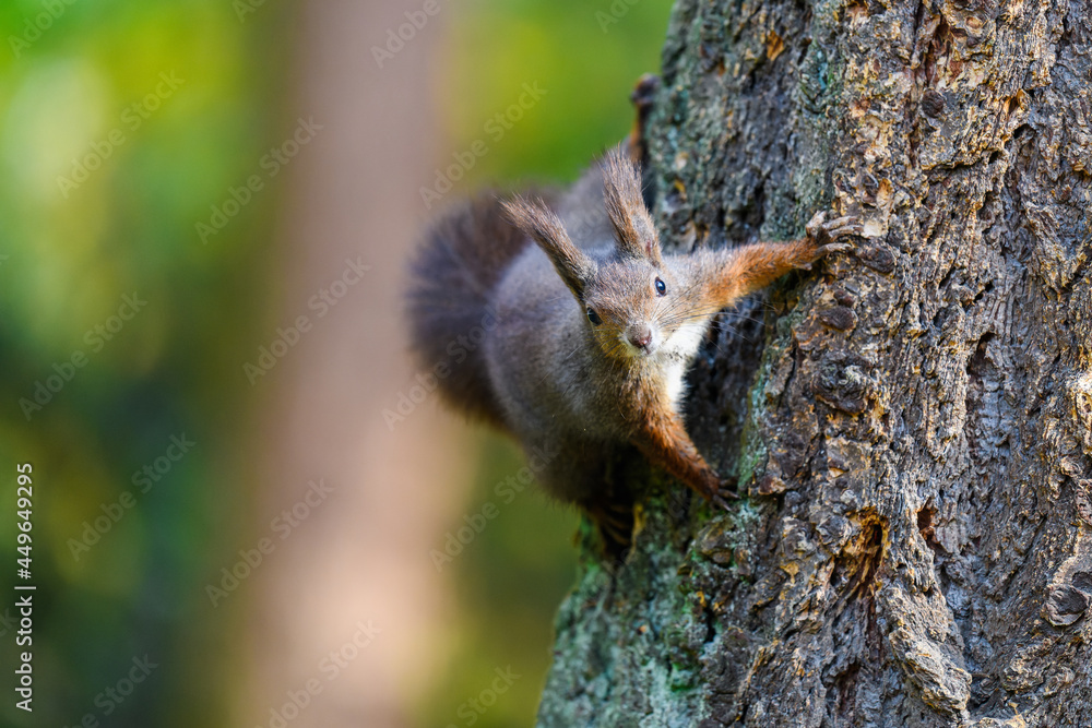 The Eurasian red squirrel (Sciurus vulgaris) in its natural habitat in the autumn forest. Climbing on a tree. Portrait of a squirrel close up. The Eurasian red squirrel (Sciurus vulgaris) in its natural habitat in the autumn forest. Climbing on a tree. Portrait of a squirrel close up.
