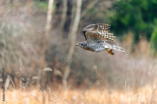 The northern goshawk (Accipiter gentilis) in flight over a field in autumn. Outstretched wings, a fast flying bird on the hunt.