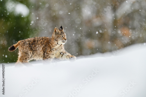 Eurasian lynx (Lynx lynx) in the winter forest in the snow, snowing. Big feline beast, young animal.