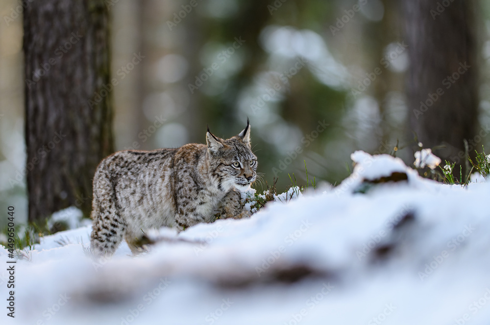 Eurasian lynx (Lynx lynx) in the winter forest in the snow. Big feline ... Biology Diagrams