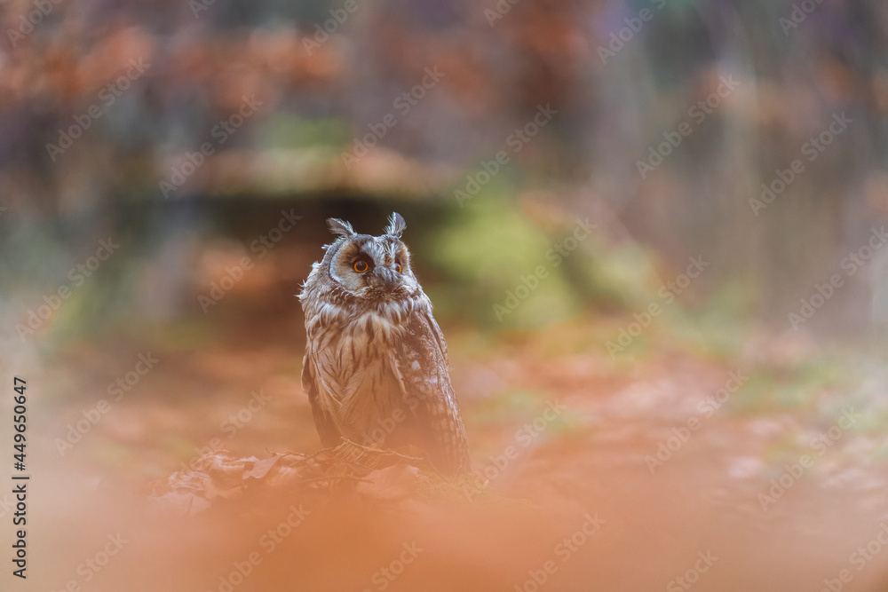 The long-eared owl (Asio otus) sitting in the autumn forest on the ground in the leaves. Colorful autumn forest. The long-eared owl (Asio otus) sitting in the autumn forest on the ground in the leaves. Colorful autumn forest.