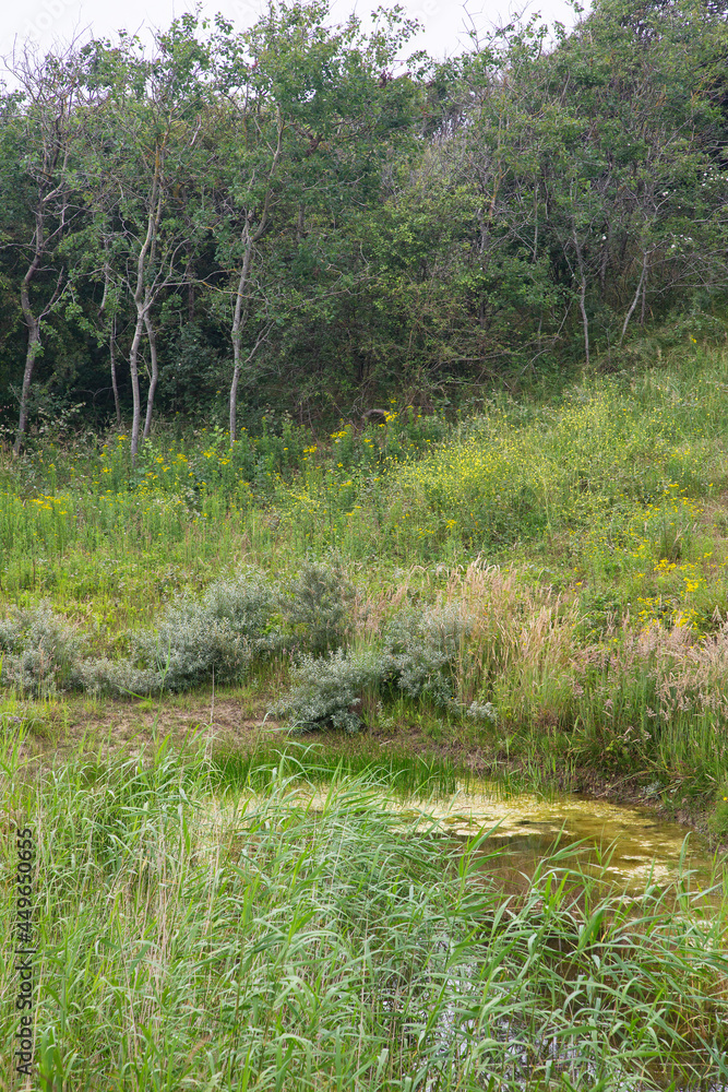 Small pond in dune valley coverd with grass and trees, Ouddorp, South Holland, Netherlands Small pond in dune valley coverd with grass and trees, Ouddorp, South Holland, Netherlands