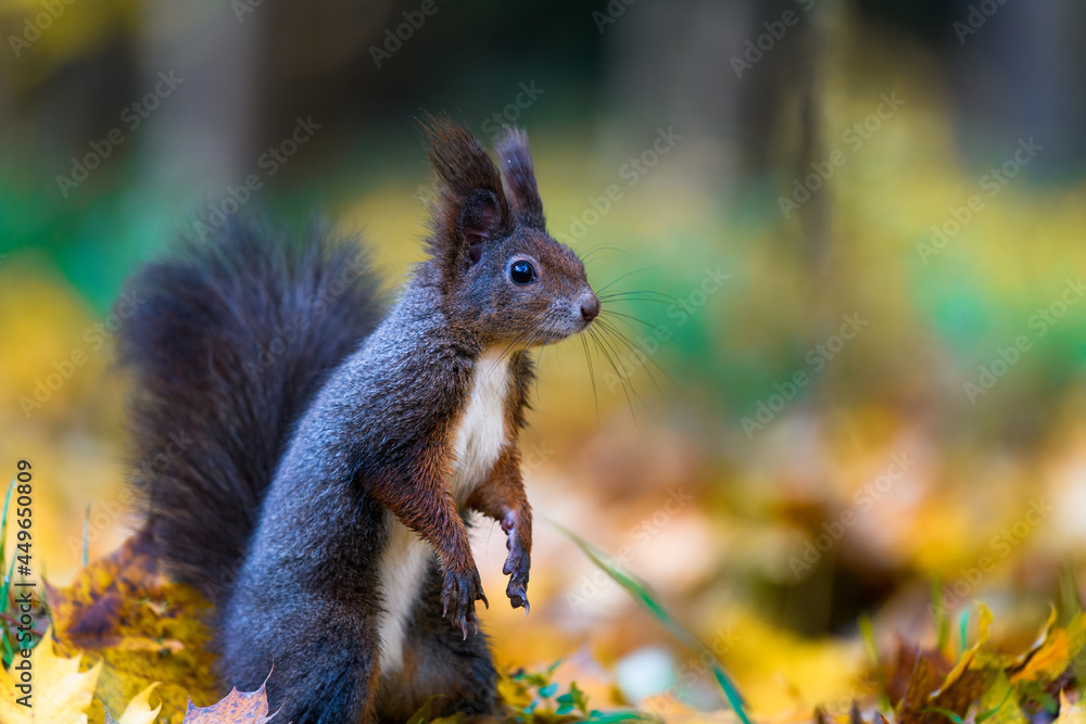 The Eurasian red squirrel (Sciurus vulgaris) in its natural habitat in the autumn forest. Portrait of a squirrel close up. The forest is full of rich warm colors. The Eurasian red squirrel (Sciurus vulgaris) in its natural habitat in the autumn forest. Portrait of a squirrel close up. The forest is full of rich warm colors.