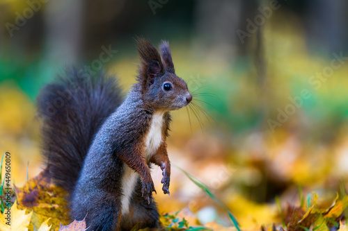 The Eurasian red squirrel  Sciurus vulgaris  in its natural habitat in the autumn forest. Portrait of a squirrel close up. The forest is full of rich warm colors.
