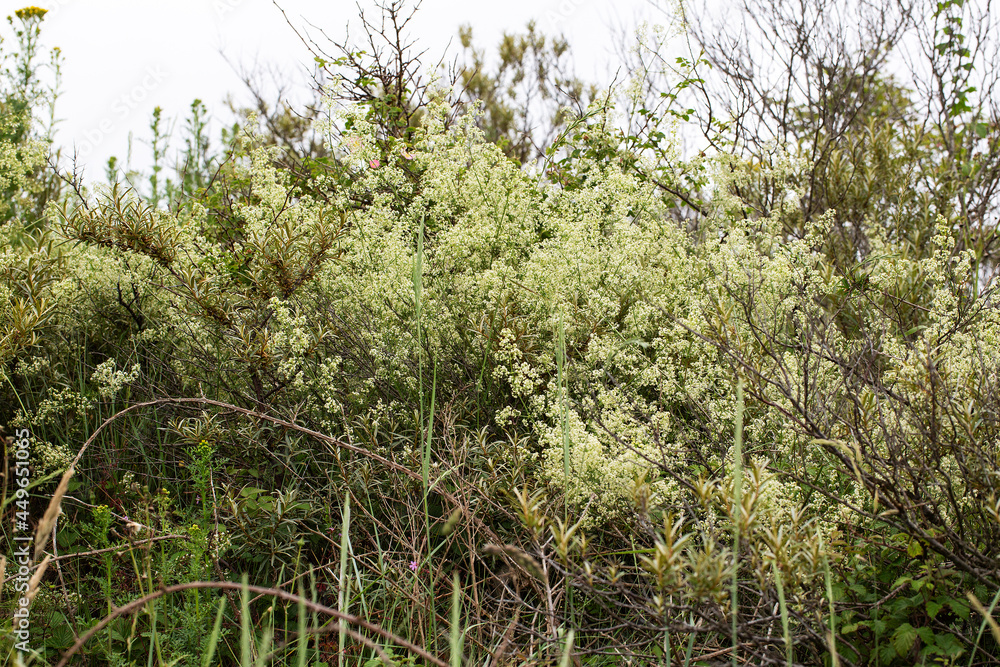 Fototapeta premium Hedge bedstraw (Galium mollugo) flowering