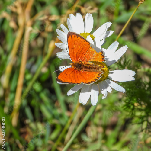 papillon butinant sur une fleur