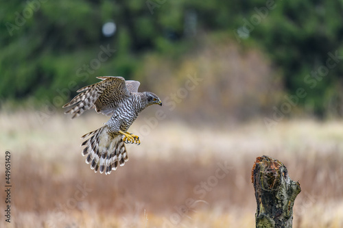 The northern goshawk (Accipiter gentilis) in flight, preparing to land. Spread wings and legs forward, landing.