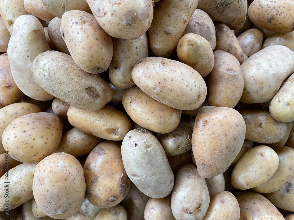 Potato fresh organic to be used as raw materials for cooking. Potato fresh organic to be used as raw materials for cooking.