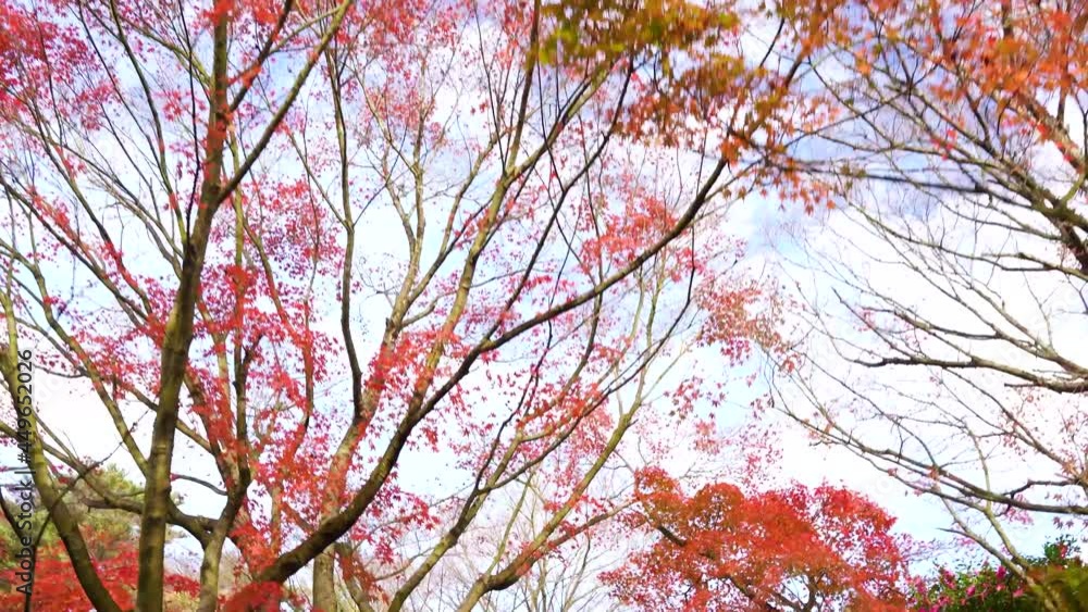 紅葉の修善寺虹の郷 紅葉の修善寺虹の郷