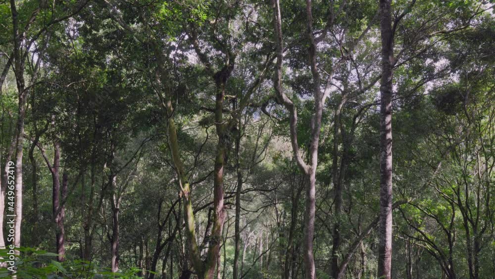 Rainforest in northern Thailand. Rainforest in northern Thailand.