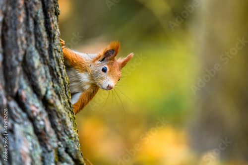 The Eurasian red squirrel (Sciurus vulgaris) in its natural habitat in the autumn forest. Portrait of a squirrel close up. The forest is full of rich warm colors. © Jan Rozehnal