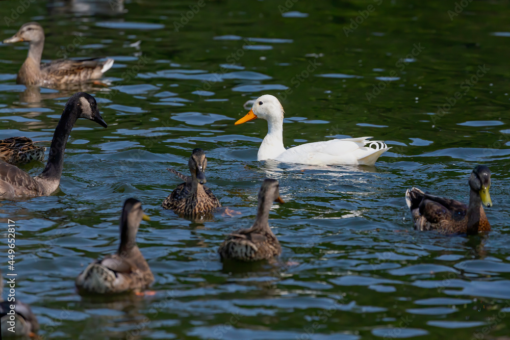 The rare white mallard duck in the flock of Canada geese and mallard ducks