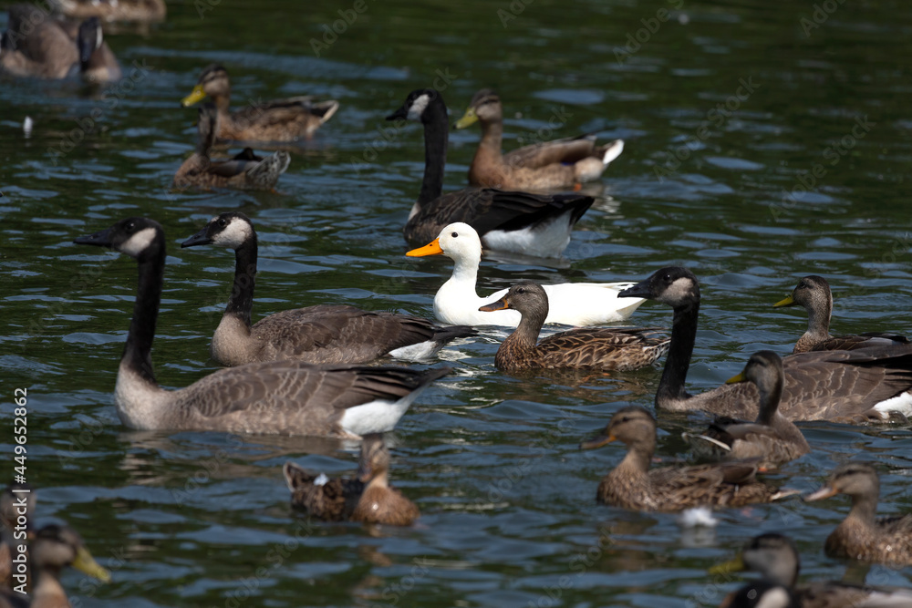 The rare white mallard duck in the flock of Canada geese and mallard ducks The rare white mallard duck in the flock of Canada geese and mallard ducks