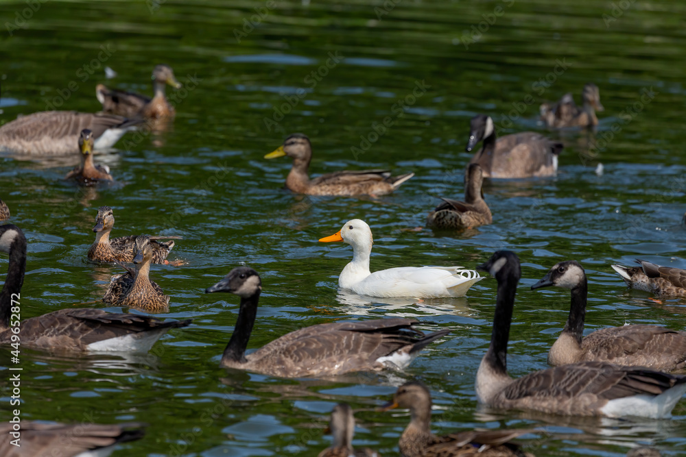 The rare white mallard duck in the flock of Canada geese and mallard ducks The rare white mallard duck in the flock of Canada geese and mallard ducks