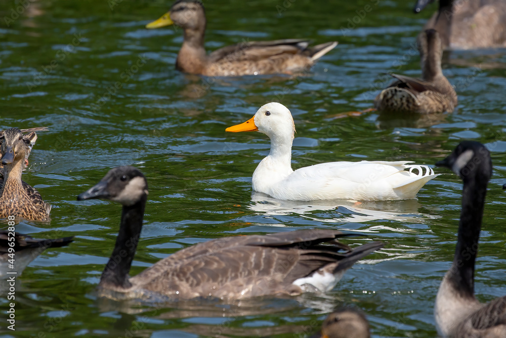 The rare white mallard duck in the flock of Canada geese and mallard ducks