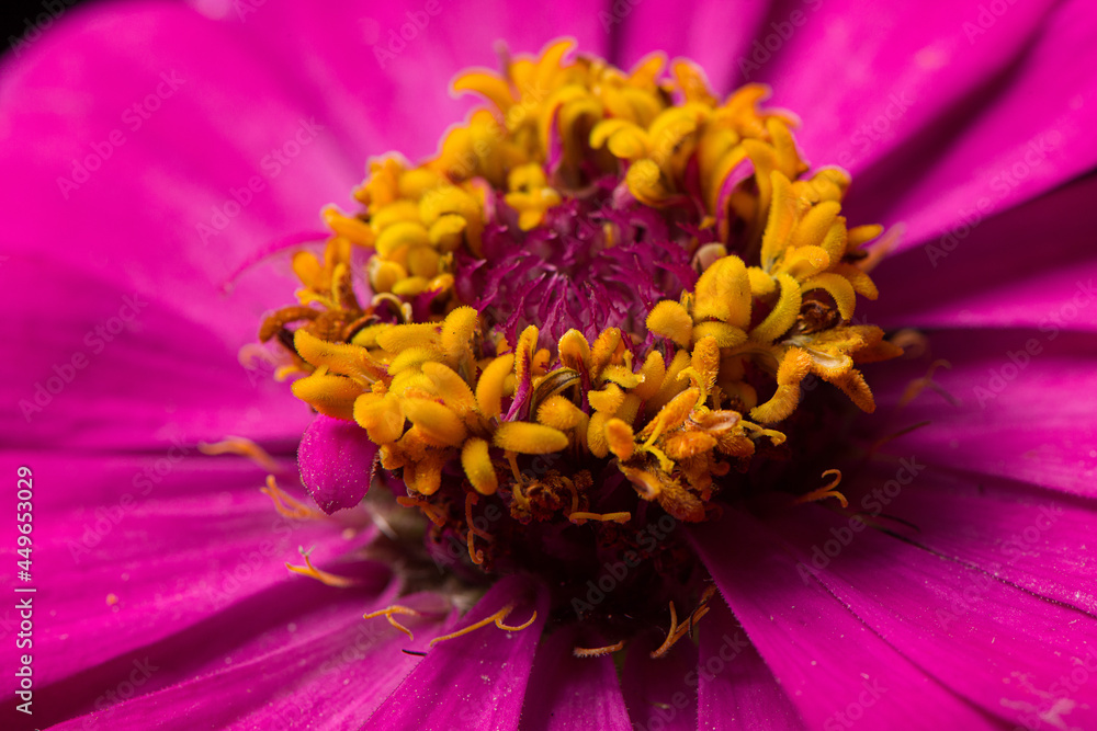 close up of blooming pink gerbera daisy flower background. close up of blooming pink gerbera daisy flower background.