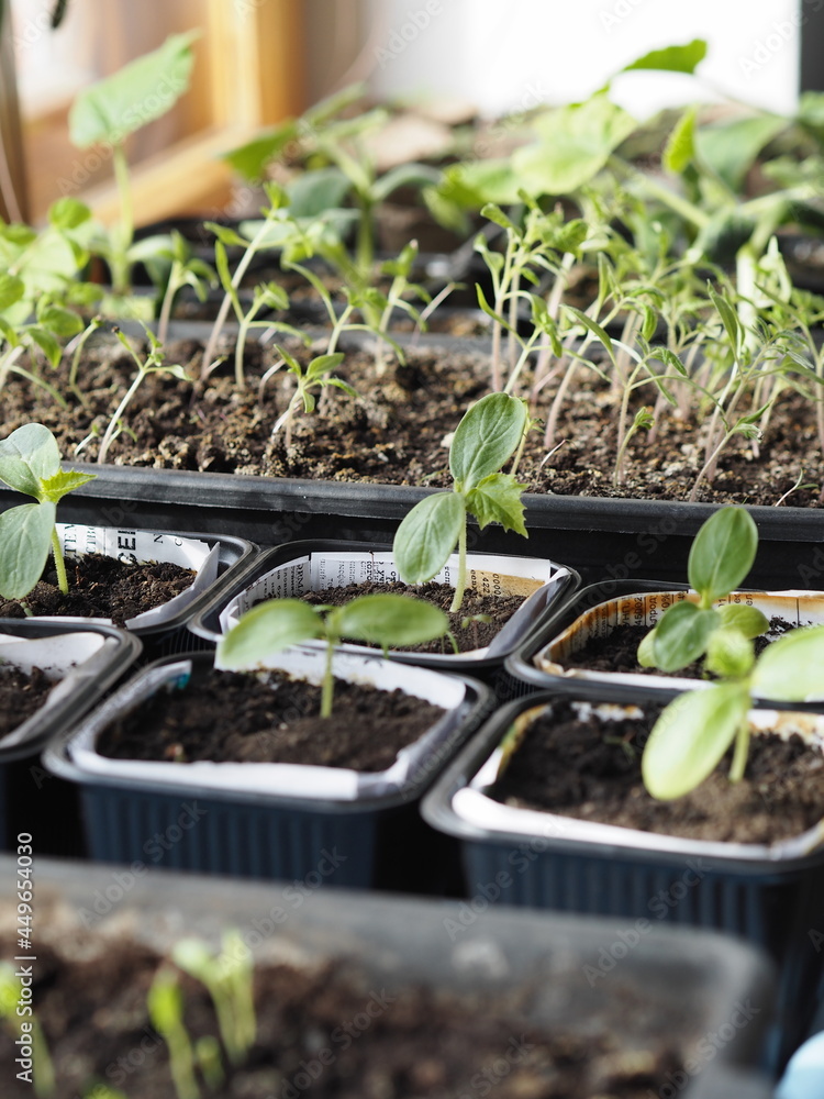 Spring landing. A vegetable garden on the window. Early seedlings of cucumbers, tomatoes and pumpkins, grown from seeds at home on a windowsill. Spring landing. A vegetable garden on the window. Early seedlings of cucumbers, tomatoes and pumpkins, grown from seeds at home on a windowsill.