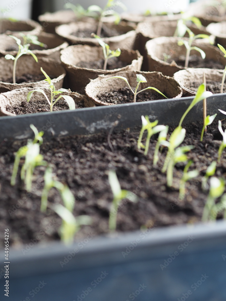 Spring agricultural preparatory work.Early pumpkin and tomato seedlings grown from seeds at home on a windowsill. Spring agricultural preparatory work.Early pumpkin and tomato seedlings grown from seeds at home on a windowsill.