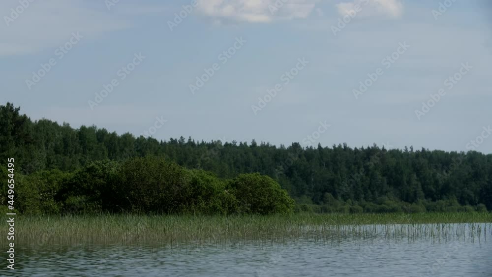 Low along the water, green stems sticking out of the water of the lake. View from below, sailing past a green island. Swim along the river next to an island with many trees. Low along the water, green stems sticking out of the water of the lake. View from below, sailing past a green island. Swim along the river next to an island with many trees.