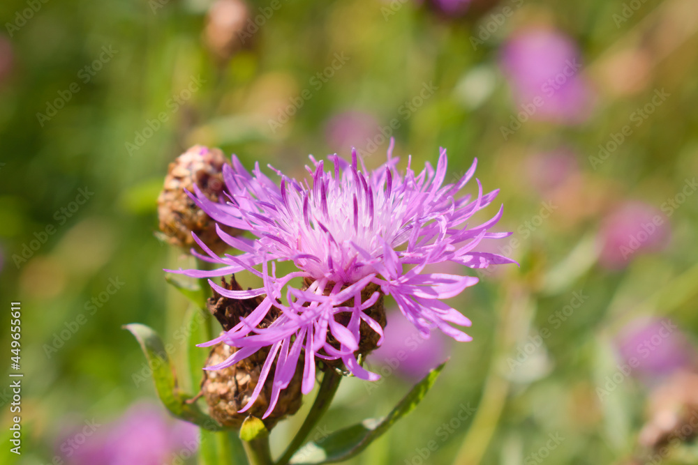 Blooming brown knapweed (centaurea jacea) in summer meadow