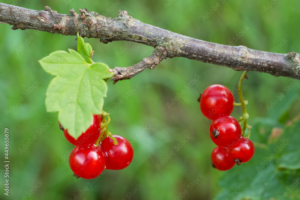 Bunches of red currants, close-up. Ripe red berries. Bunches of red currants, close-up. Ripe red berries.