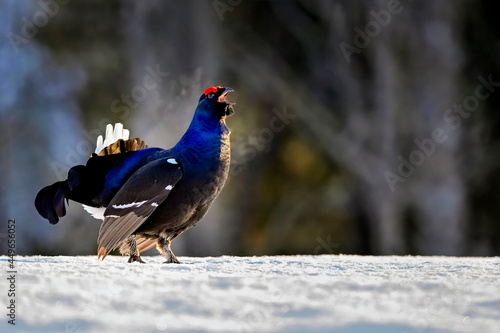 Obraz na plátne Black grouse is calling competitors to jousting..