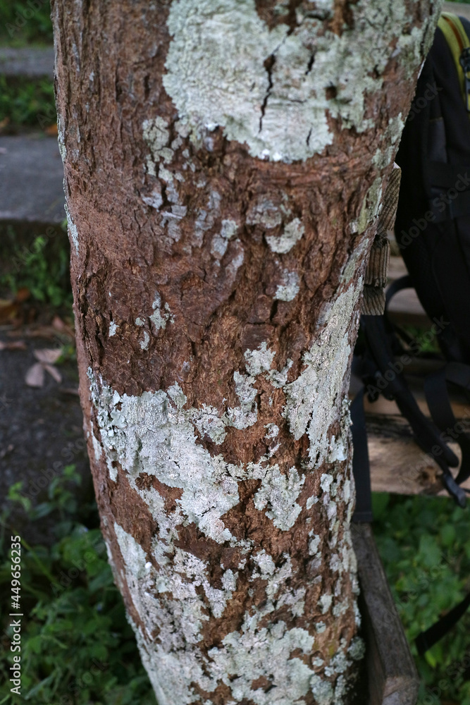 Fototapeta premium moldy log texture in the forest