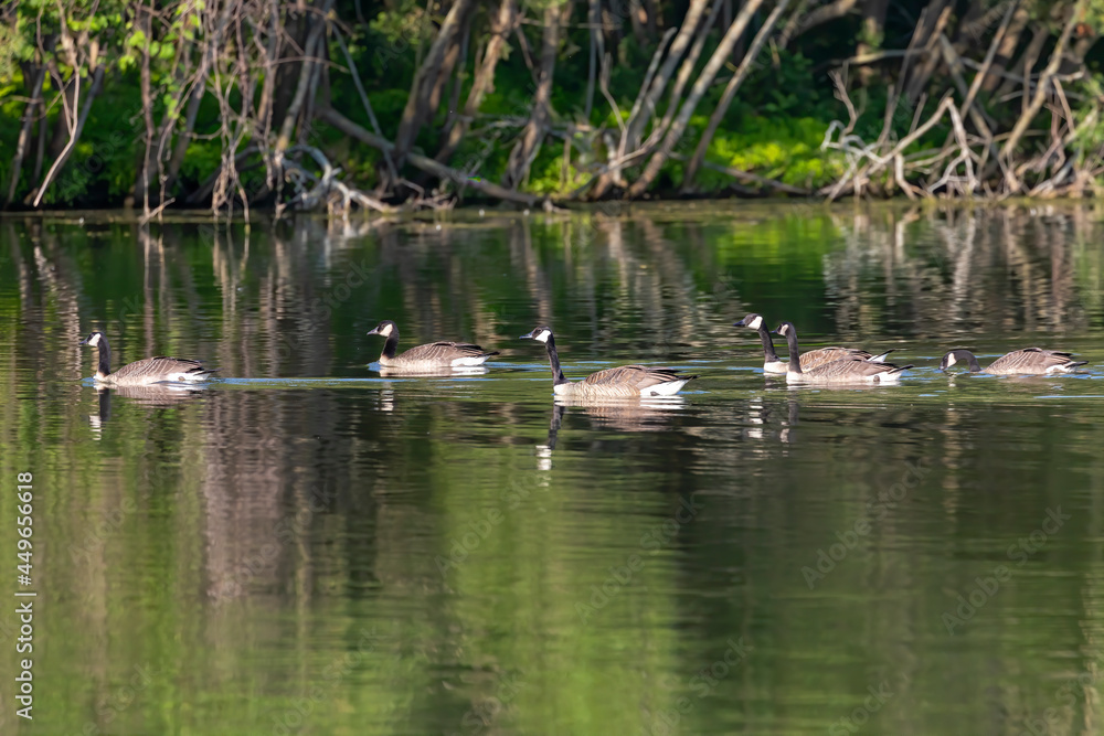 Flock of Canada geese (Branta canadensis) on the lake. Flock of Canada geese (Branta canadensis) on the lake.