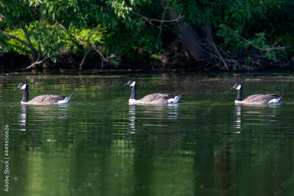 Flock of Canada geese (Branta canadensis) on the lake. Flock of Canada geese (Branta canadensis) on the lake.