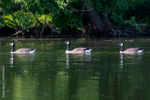 Flock of Canada geese (Branta canadensis) on the lake. © Denny