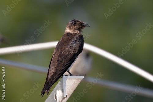 The purple martin ( Progne subis ) is the largest swallow in North America. photo