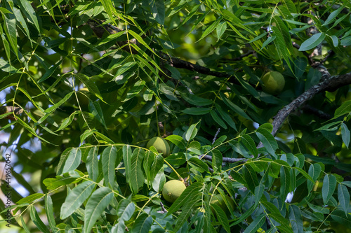  The eastern American black walnut (Juglans nigra ) is native to North America. photo